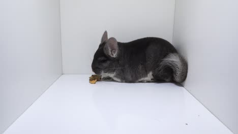 Chinchilla,-Roedor-Mascota-Sudamericano-Se-Sienta-En-Un-Recinto-Blanco