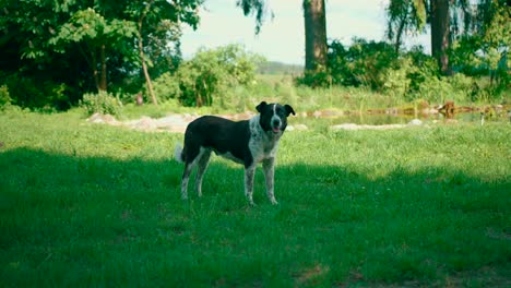 Cute-dog-on-the-green-grass-on-shade-looking-around