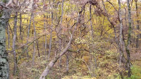 drone shot of a fallen tree in an autumn forest