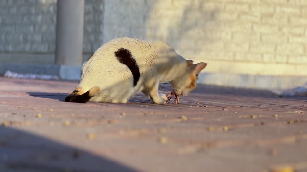 4K close-up of a calico cat crouched and eating food on sunlit pavement, with warm shadows — great for pet behavior, street life, or documentary content.