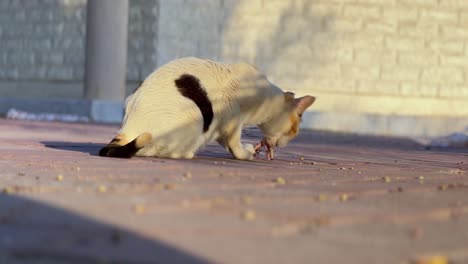 4k close-up of a calico cat crouched and eating food on sunlit pavement, with warm shadows — great for pet behavior, street life, or documentary content.