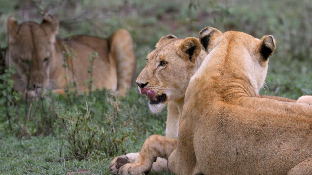 Due leonesse che si riposano nell'erba