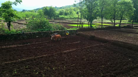 drone-shot-of-a-man-farming-with-his-bullock