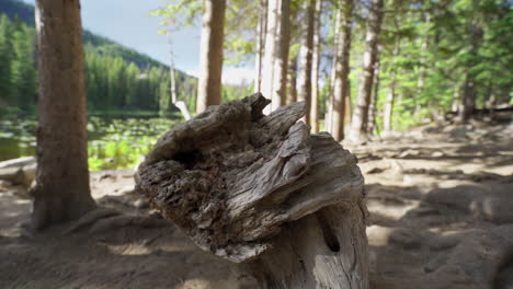 árbol-Muerto-En-Cámara-Lenta-En-El-Lago-Del-Oso