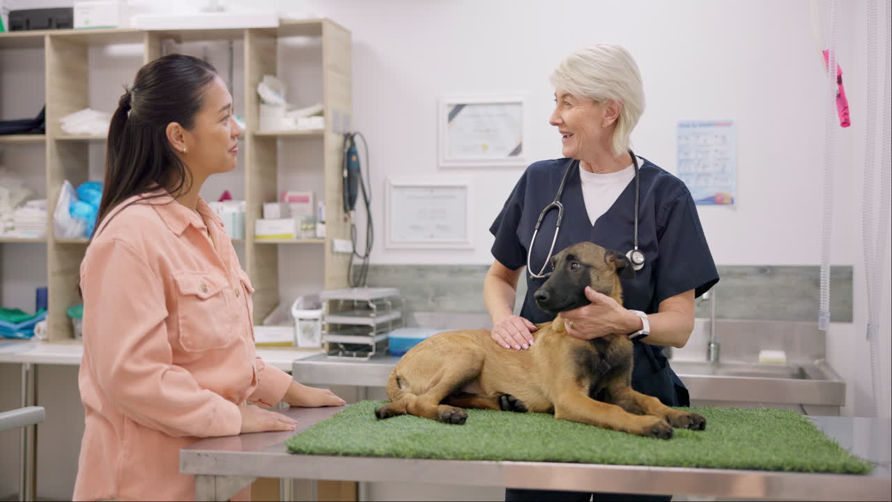 Vet handshake, dog and happy woman