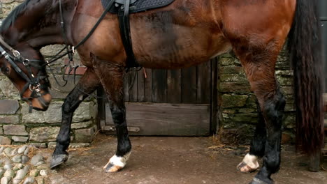 vista de un caballo equipado para ser montado