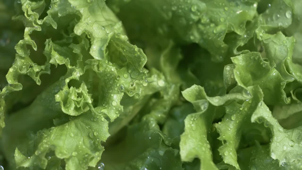 lechuga fresca en gotas de agua. filmado con una cámara súper lenta de 1000 fps.