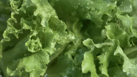 fresh lettuce in drops of water. shot on super slow motion camera 1000 fps.