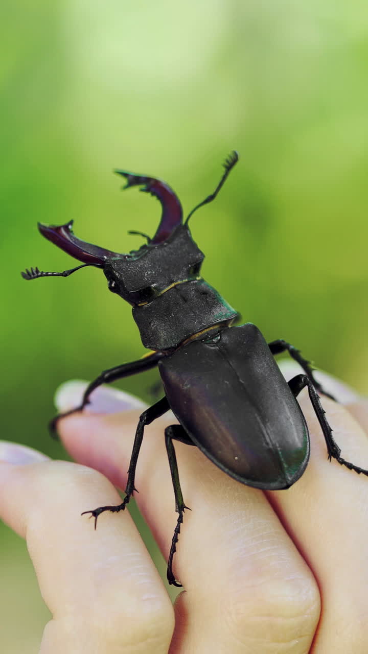 Stag beetle in hand. Lucanus cervus. Fighting beetles Vertical video