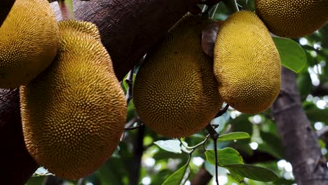 yellow jackfruit hanging off a tree in vietnam