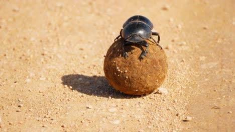 Close-up-flightless-dung-beetle-climbs-on-top-and-over-dung-ball-in-Addo-Park