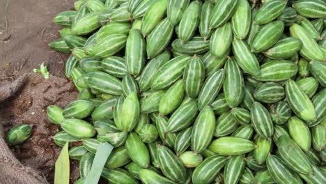농장의 신선한 유기농 coccinia grandis는 다른 각도에서 가까이 있습니다.