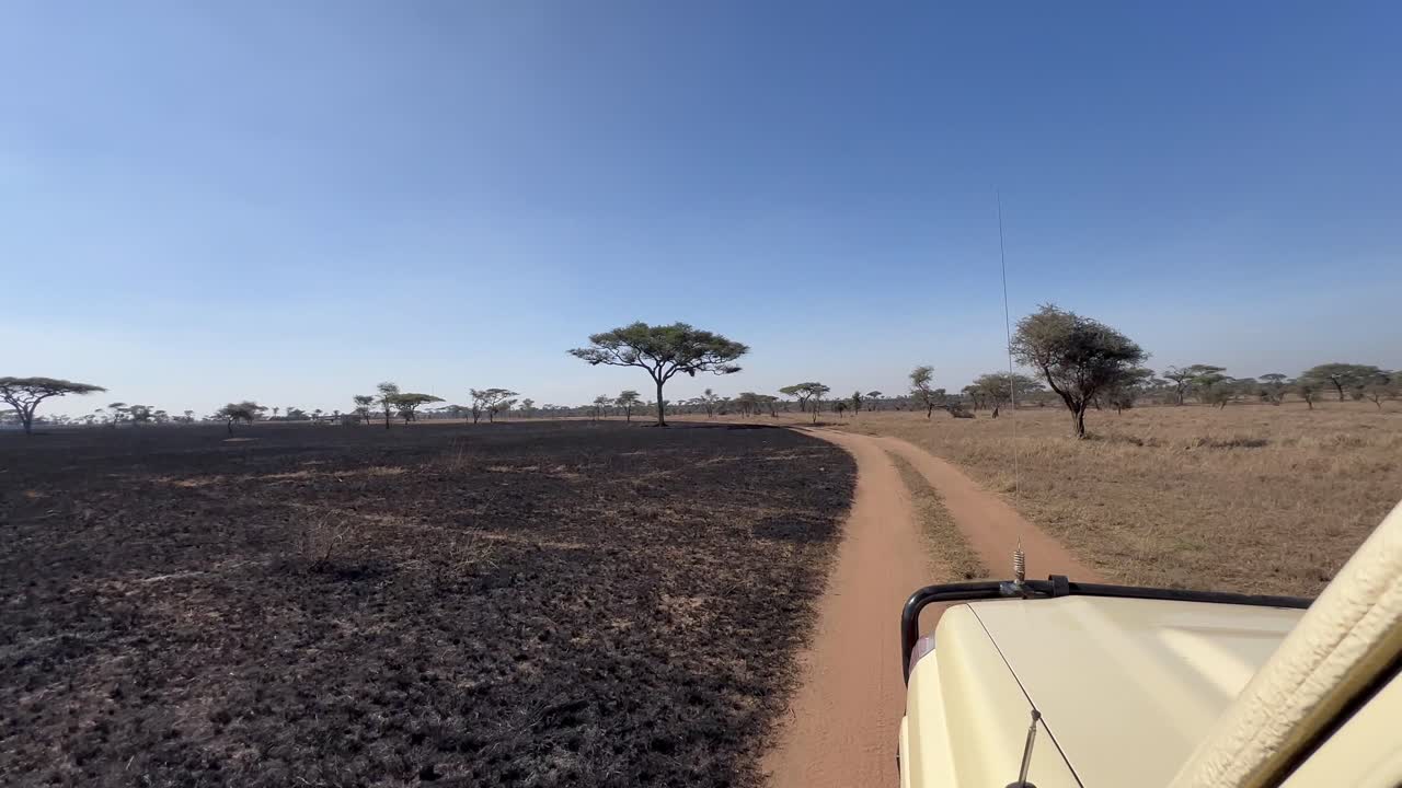 Vista da un veicolo safari in movimento della savana bruciata un giorno dopo un incendio nel Parco nazionale del Serengeti, Tanzania