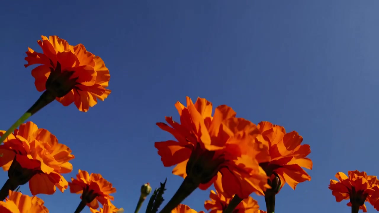 Vista dal basso di vivaci fiori di calendula arancioni contro un cielo blu limpido