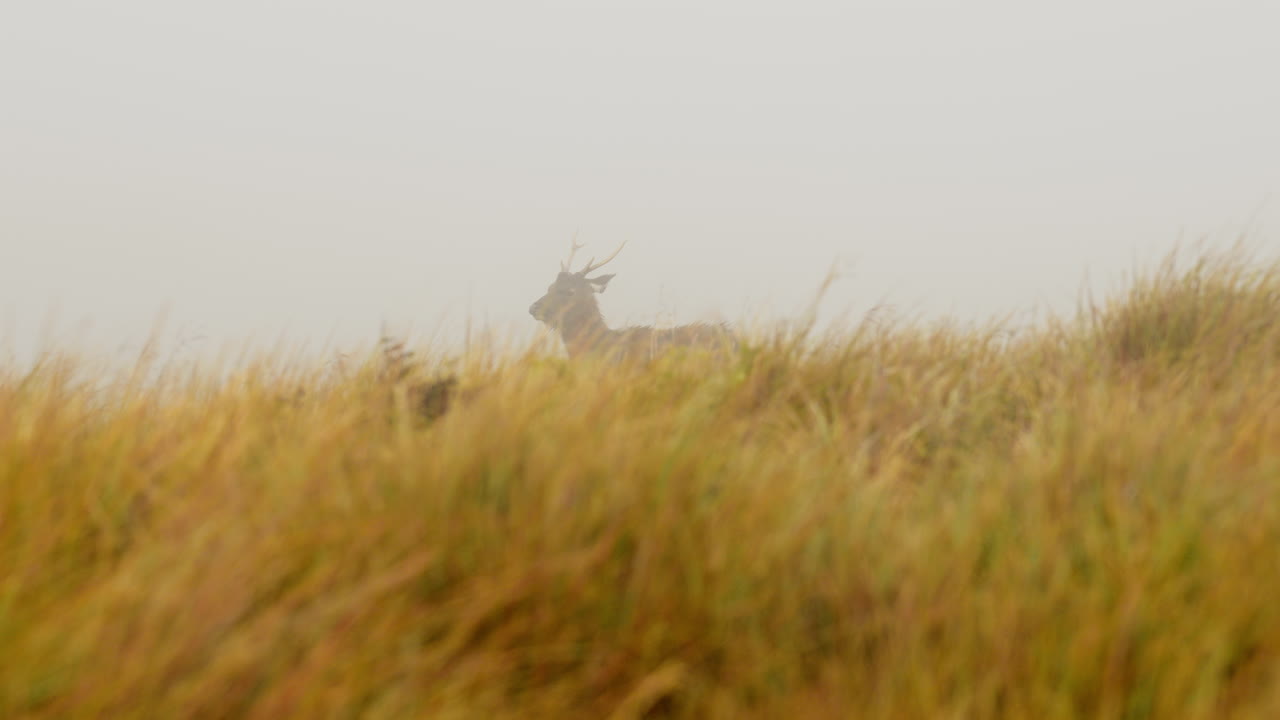 Calm shot of a Sri Lankan sambar deer standing in tall grass, slowly turning its head in the mist at Horton Plains National Park