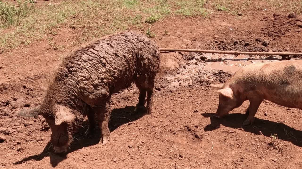A sheep and a pig explore a muddy area, showcasing their natural behaviors in a farm setting.