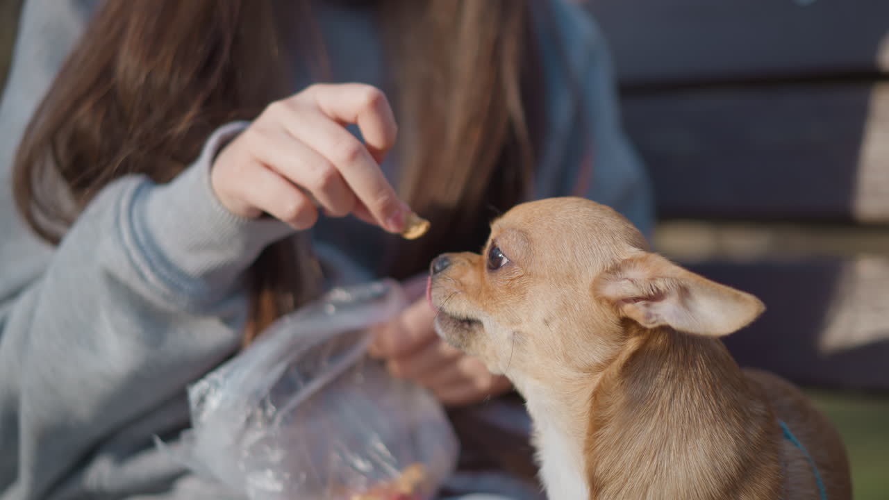 강아지가 간식을 원하고, 강아지는 맛있어 보이는 간식에 열정적으로 손을 뻗고, 어린 강아지는 맛있는 간식을 향해 열심히 발을 내밀고, 장난기 넘치는 어린 강아지는 맛있는 간식을 신나게 잡아서 먹으려고 해요.