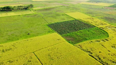 aerial view shot of a fertile farmland