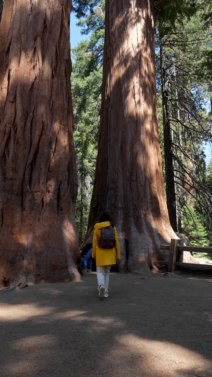 Persona con giacca gialla che cammina verso alberi giganti di sequoia