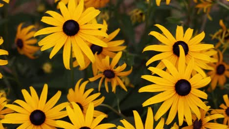 panning shot of yellow orange coneflowers on field in wilderness, close up shot