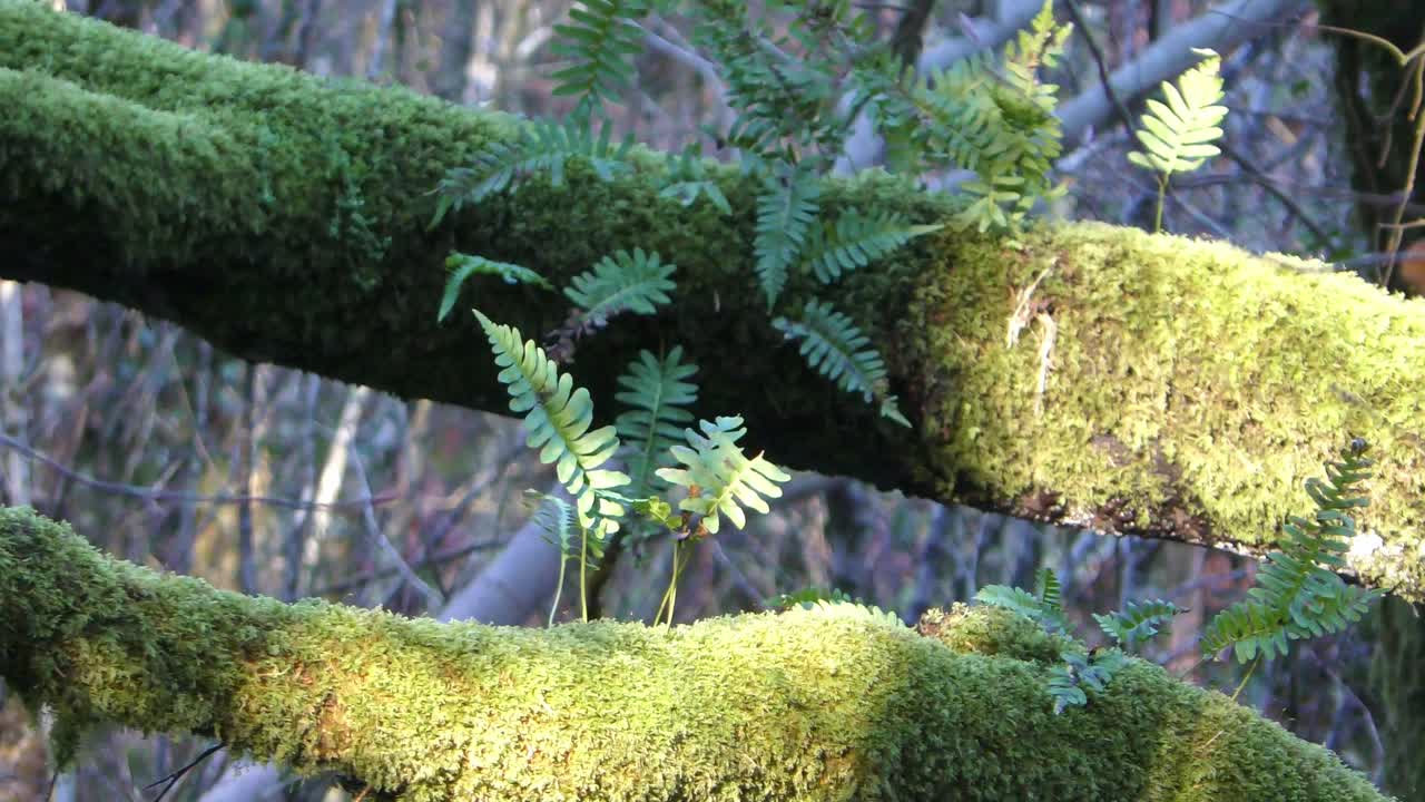 зимний лес ирландии папоротники растут на дереве, покрытом мхом, в диком лесу в уотерфорде
