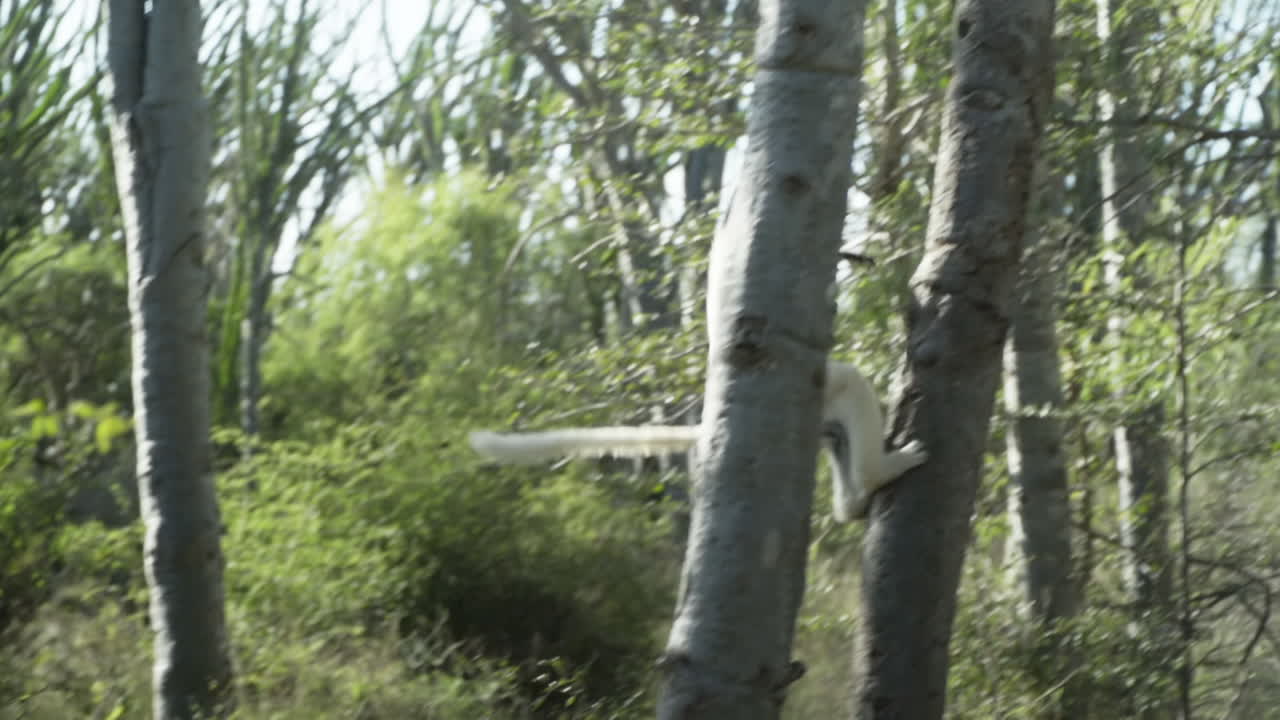 흰색 시파카의 슬로우 모션 샷이 나무 뒷면에 움츠러들고, 왼쪽에서 오른쪽으로 점프하고, 다른 나무에 착지하고, 위로 올라갑니다.