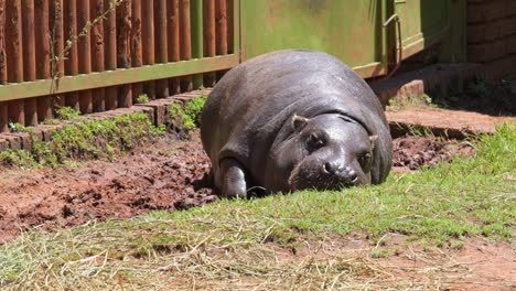 pygmy hippopotamus lies down on the ground in enclosure, enjoying the sunshine
