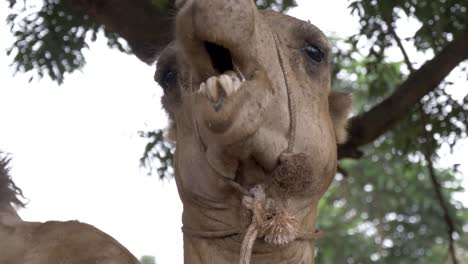 close up shot of a camels head while it chews