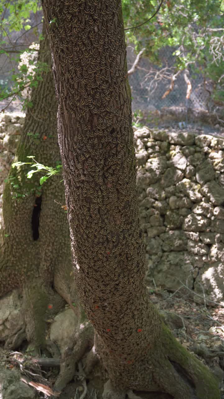 video vertical de árboles completamente cubiertos de mariposas en rodas, grecia