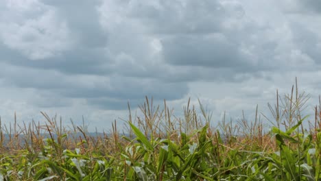 Wide-shot-of-clouds-and-crops-on-a-bright-sunny-day