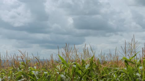 wide shot of clouds and crops on a bright sunny day