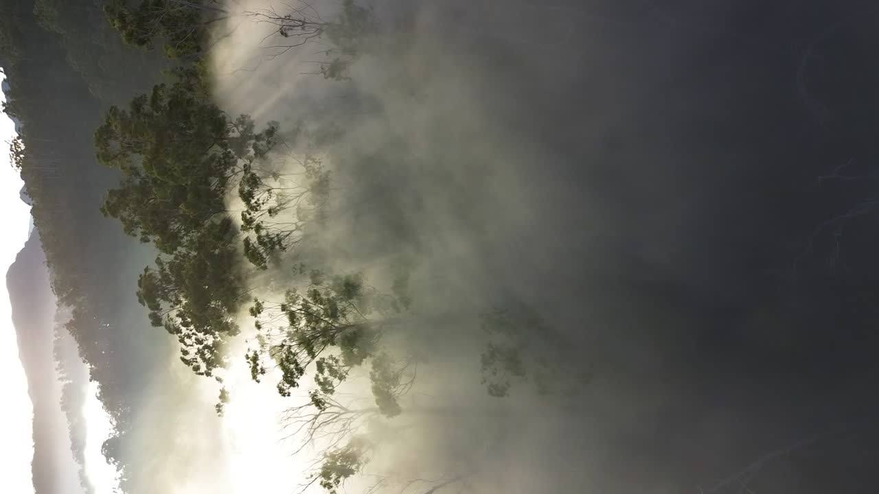 volando sobre un paisaje de bosque místico con rayos de sol brillando a través de la niebla de la mañana