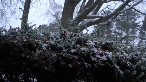 arbusto en la nieve
