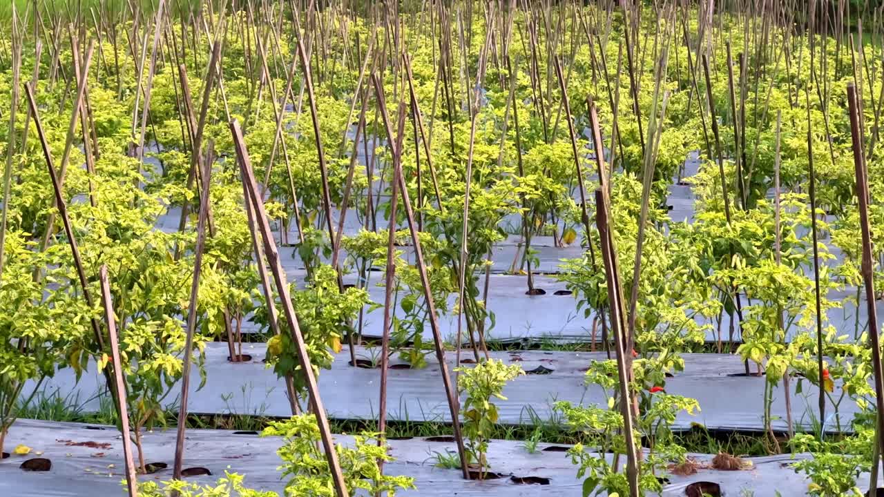Row of chili plantation. Traditional farmland.