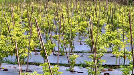 row of chili plantation. traditional farmland.