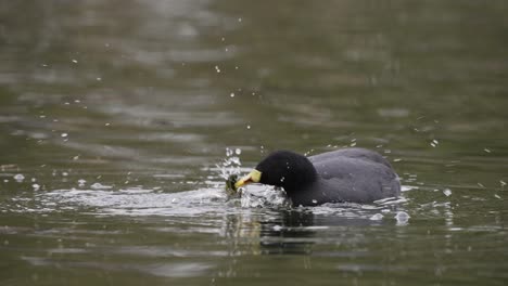 close up of hunting red-gartered coot shaking head in pond - fulica armillata