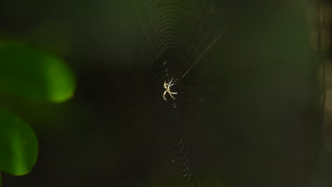 La-Araña-Se-Sienta-Dentro-De-Su-Red-Para-Atrapar-A-Su-Presa