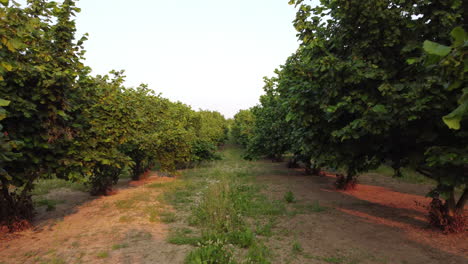 hazelnut trees agriculture organic cultivation field in langhe, piedmont