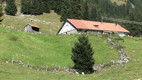 mountain pasture with cows in the bavarian alps near sudelfeld, germany-13