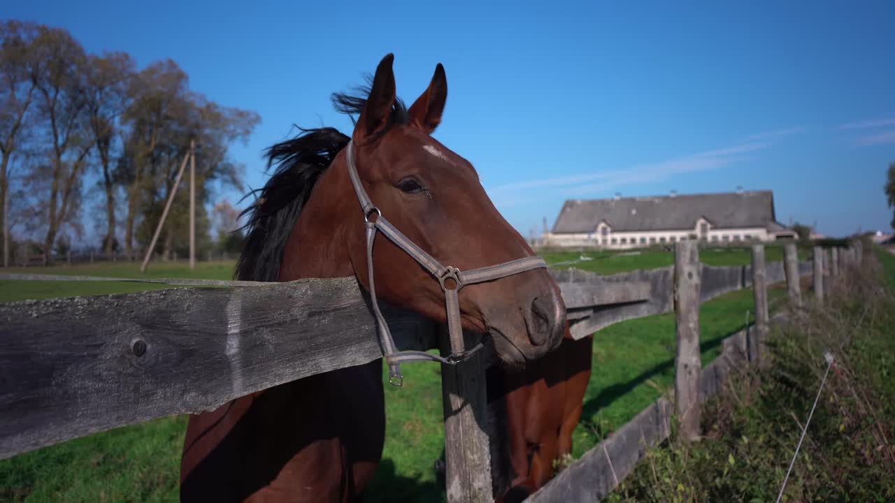 Hest, der står bag et gammelt træhegn på en hestefarm