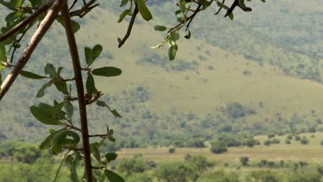 Ramitas-De-árboles-Susurrando-En-El-Viento,-Valle-En-El-Fondo,-Arbusto-Sudafricano-4k