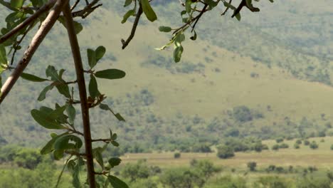 Tree-twigs-rustling-in-the-wind,-valley-in-backround,-South-African-Bush-4K