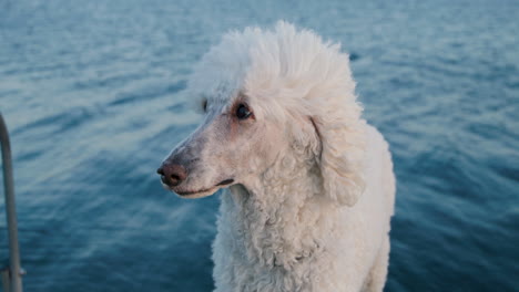 white standard poodle dog looking into the camera, water slow motion