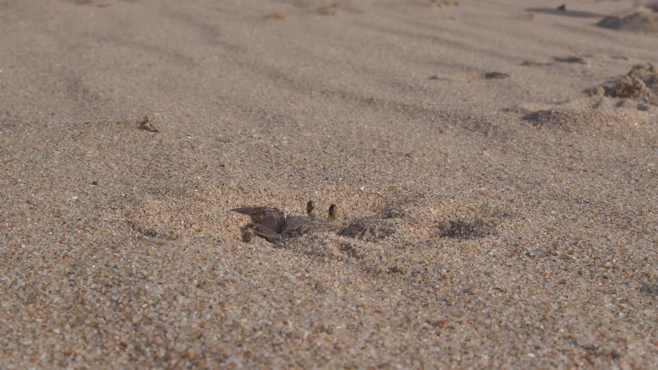 A close-up, detailed view of a small crab lies half-buried in the beach sand, twitching, its stalked eyes alert and scanning the horizon behind it