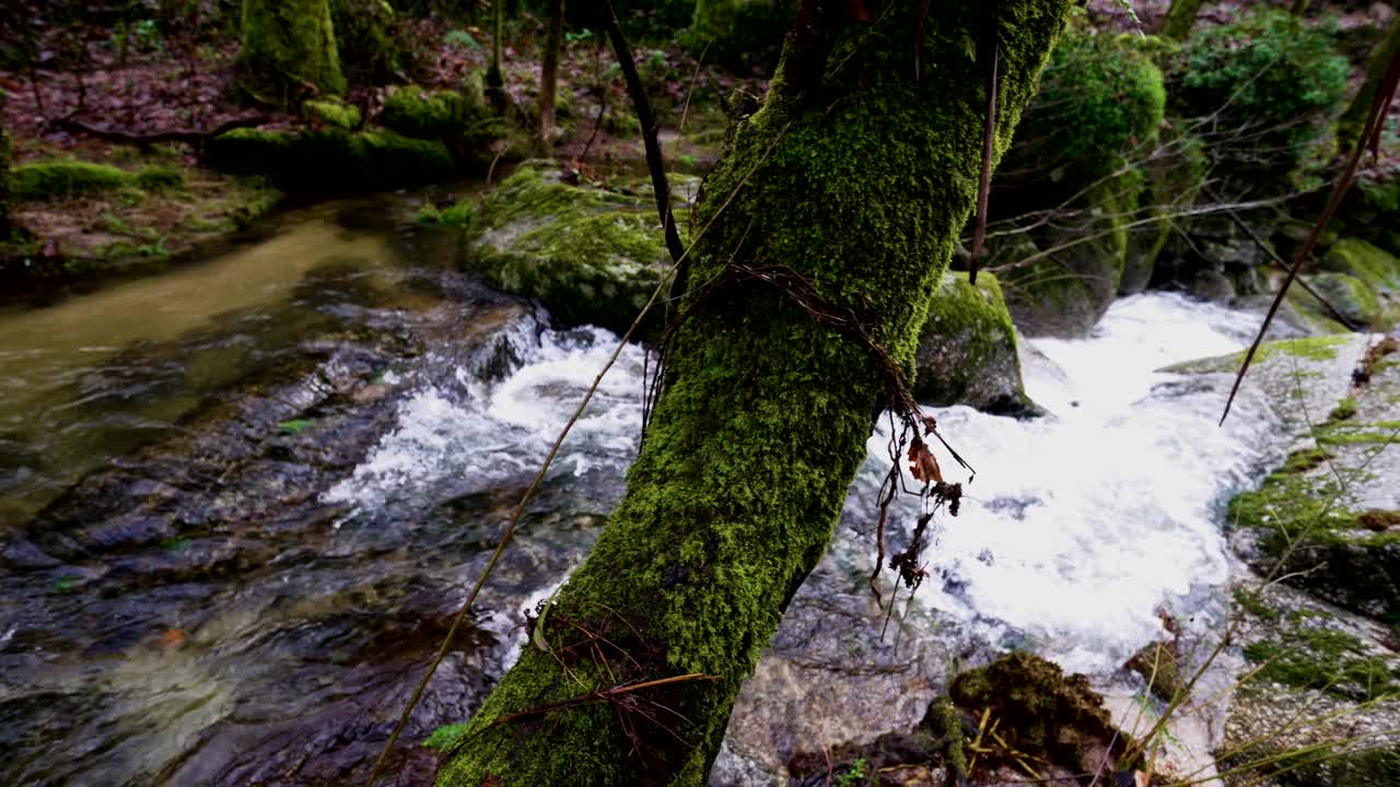 el flujo verde del río bugio, bosque de barrias, felgueiras, portugal