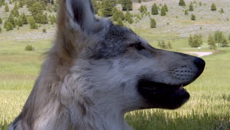 young timber wolf looking intensely into the distance