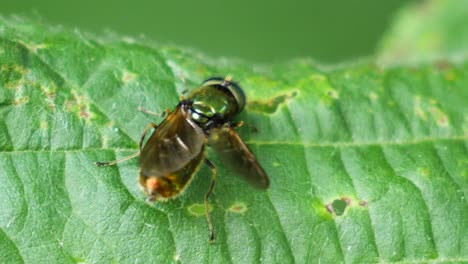 close up of a injured fly with one wing slightly off crawling over a green leaf in slow motion