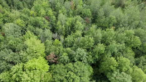 Flachschuss-über-Baumplantage,-Friedliche-Grüne-Landschaft,-Ohio,-USA