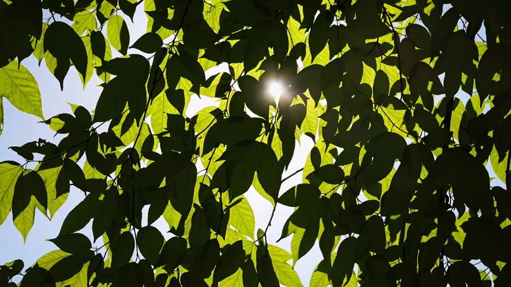 La luce solare filtra attraverso le foglie verdi degli alberi