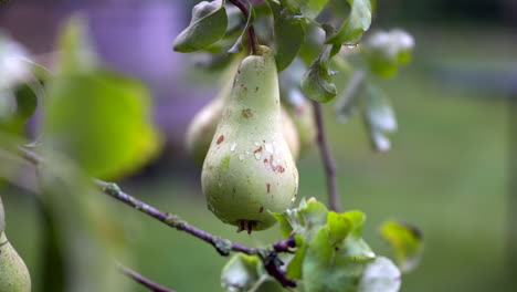 close up of pear growing on pear tree with water droplets